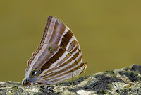 Amathusia phidippus