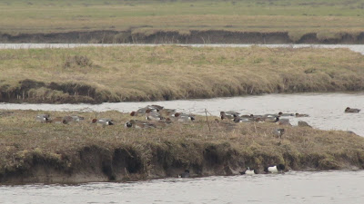 Wigeons