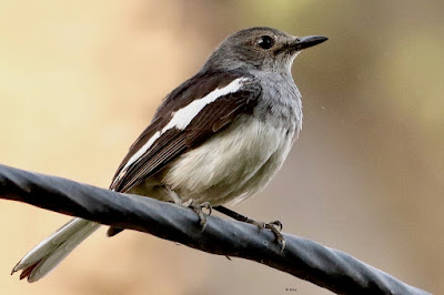 Oriental Magpie-Robin