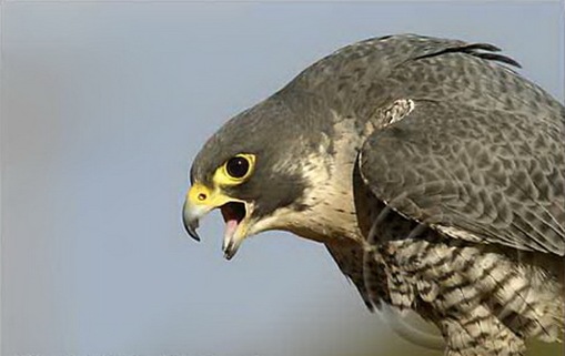 Burug Falcon