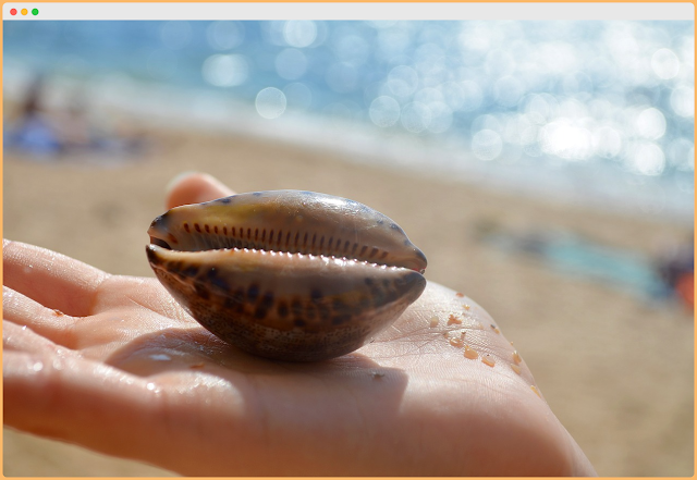 lanikai beaches shell collection