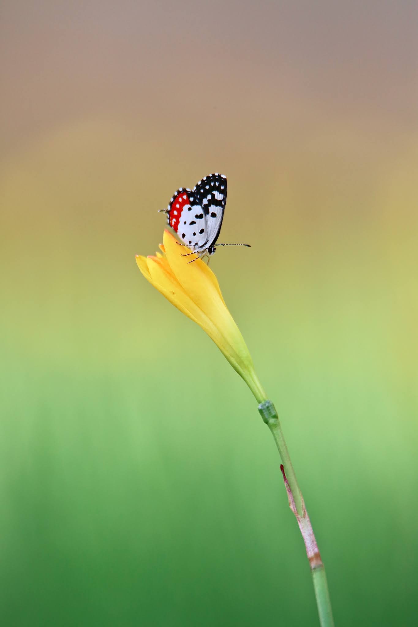 Red Pierrot butterfly high resolution free