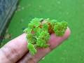 pakan alternatif leleAzolla Microphylla