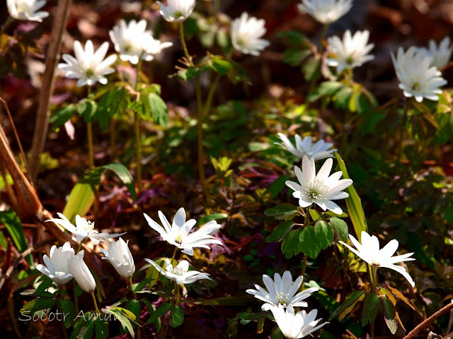 Anemone raddeana