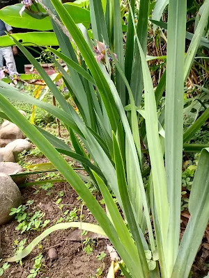 Hojas - Neomarica caerulea