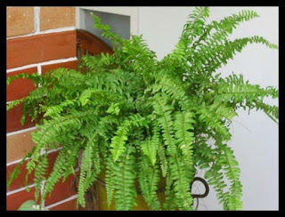 10 Tanaman Hias Unyu Untuk VertiCal Garden pakis