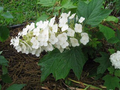 Annieinaustin, Oakleaf Hydrangea