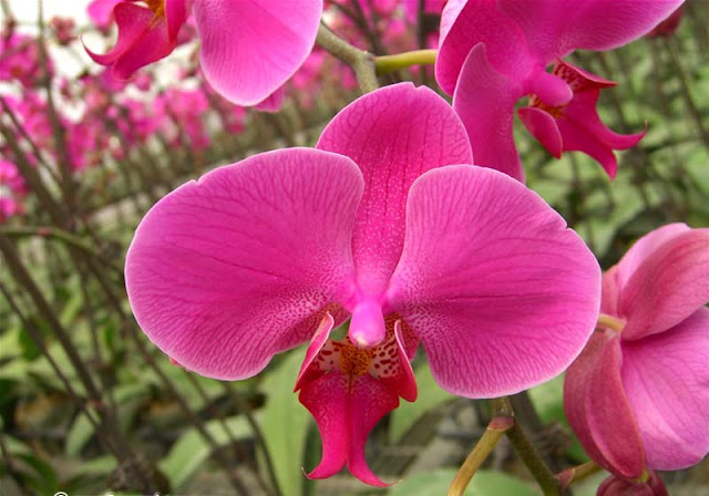 Phalaenopsis Flowers Pictures