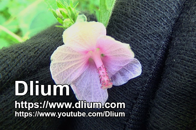 Dlium Caesar weed (Urena lobata)