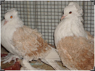  Frillback pigeons for sale