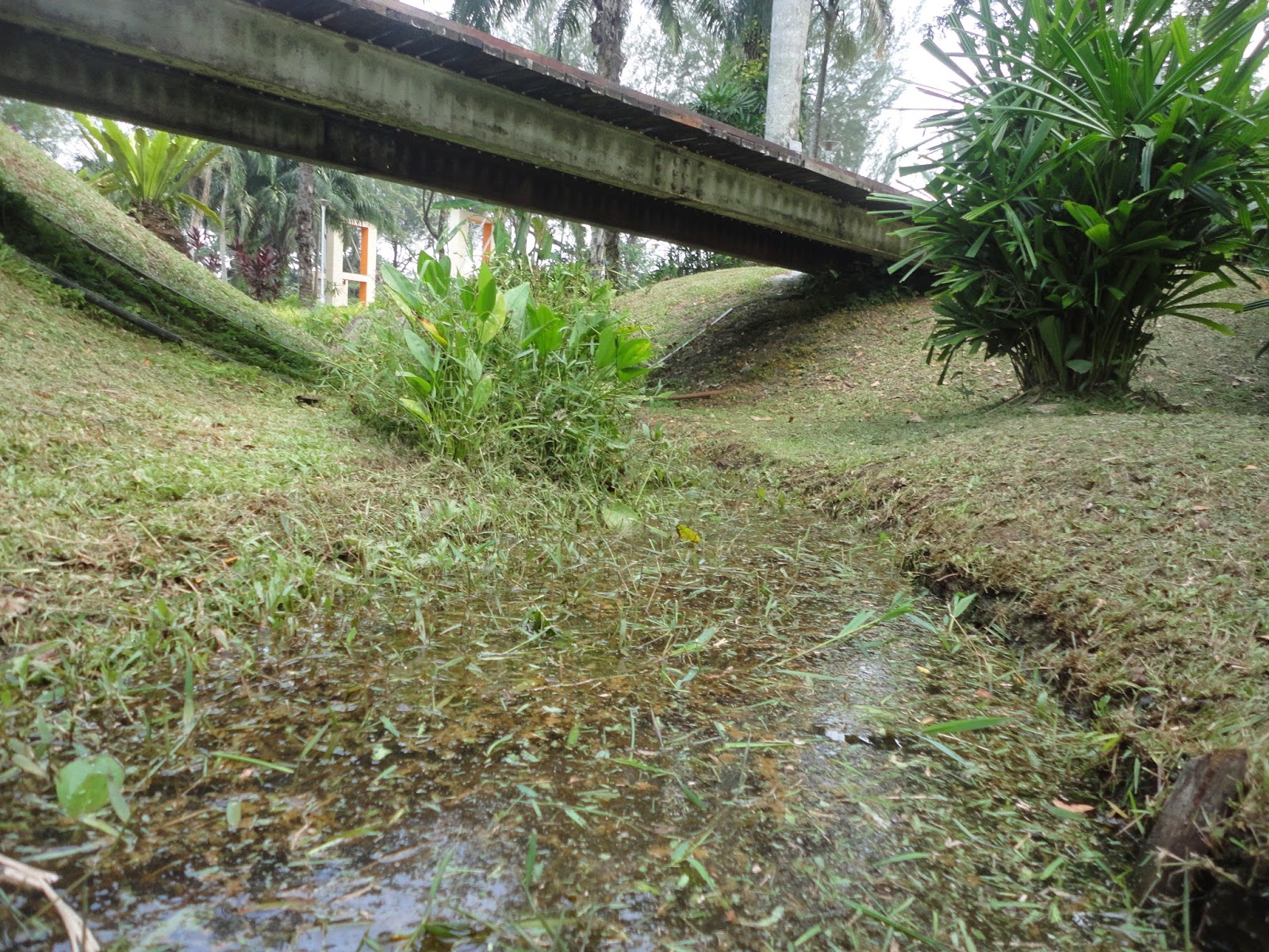 ivanildosantos gambar  nyamuk aedes