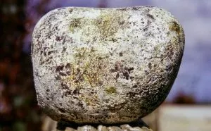 ambra grisea