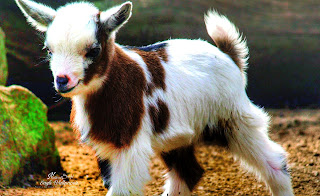 Goat Animals images wallpaper wathsapp status instagram facebook download freeGoat baby,goat images video,goat images for drawing,parpasari goat images,yard goat