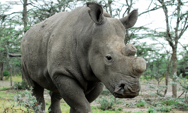  equally solely 2 females of this species are left on the planet For You Information - Influenza A virus subtype H5N1 breakthrough to rescue the Northern White Rhino