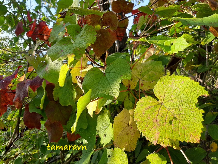 Виноград амурский (Vitis amurensis)