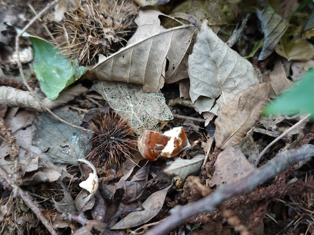 むきばんだ史跡公園の弥生の森