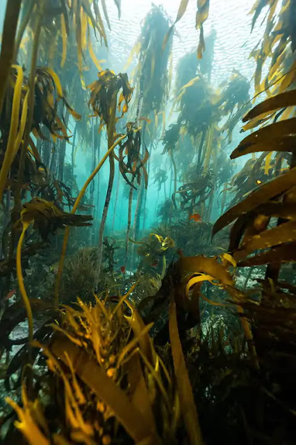 Ocean Forests Deep Beneath Water