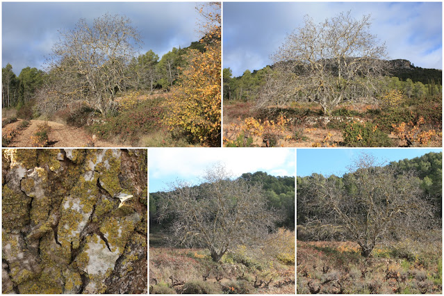 ARBRES SINGULARS A L'ALBÀ-AIGUAMÚRCIA-ALT CAMP, Noguer de Cal Cortada