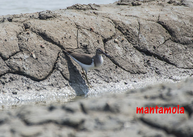 Common Sandpiper (Actitis hypoleucos)