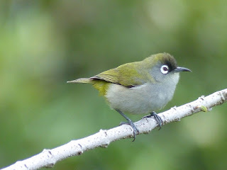 Zostérops de la Réunion - Oiseau-lunettes vert - Oiseau vert - Zoizo vert - Zosterops olivaceus