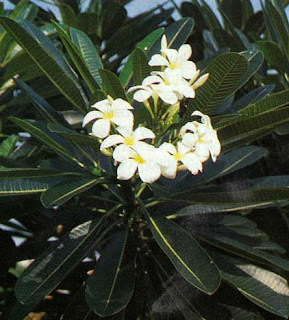 Kamboja-Plumeria rubra