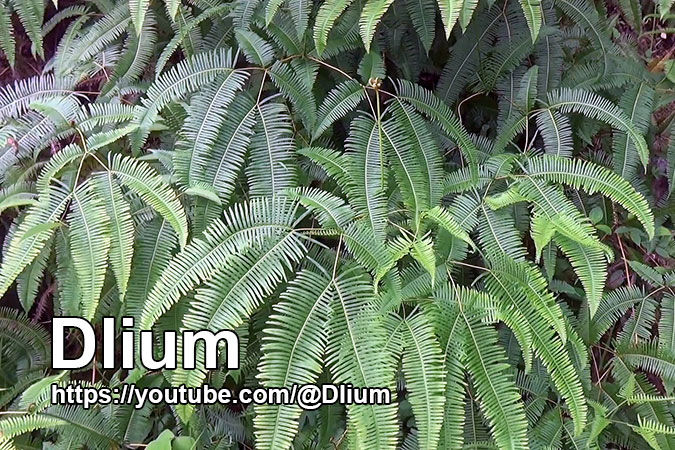 Dlium False staghorn fern (Dicranopteris linearis)