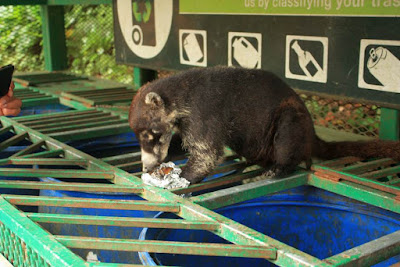 Coati en Selvatura Park