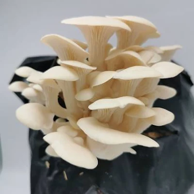 Oyster mushroom spawn buy online