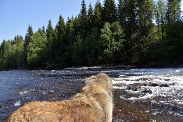 golden retriever leonberger elva