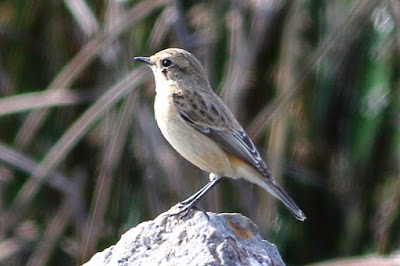 "Siberian Stonechat - Saxicola maurus, common perched on a rock."