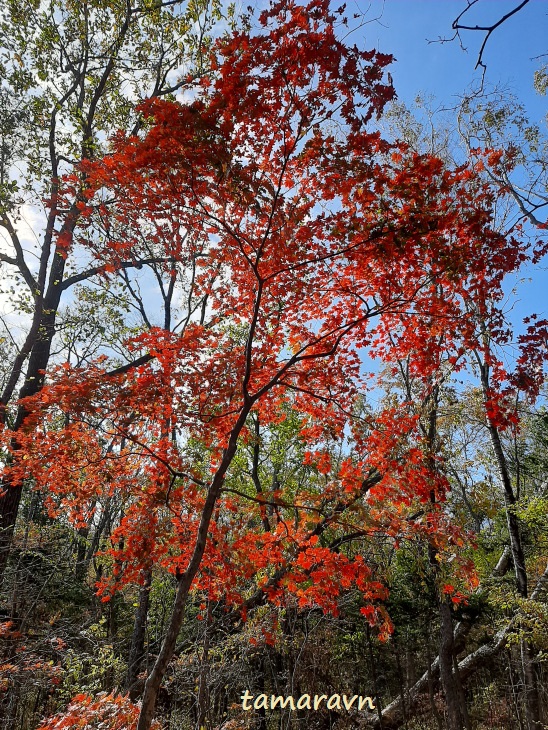 Клён ложнозибольдов (Acer pseudosieboldianum)