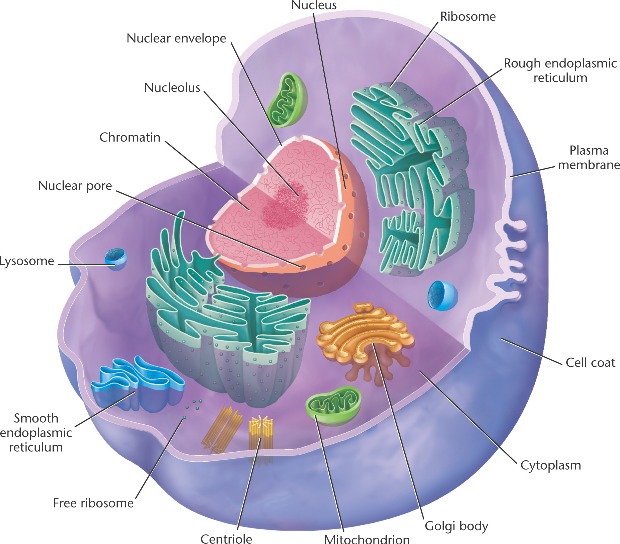 Animal Cell Illustration A little differently labeled, but always remember 