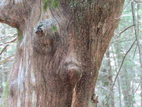 a discovered face on a tree