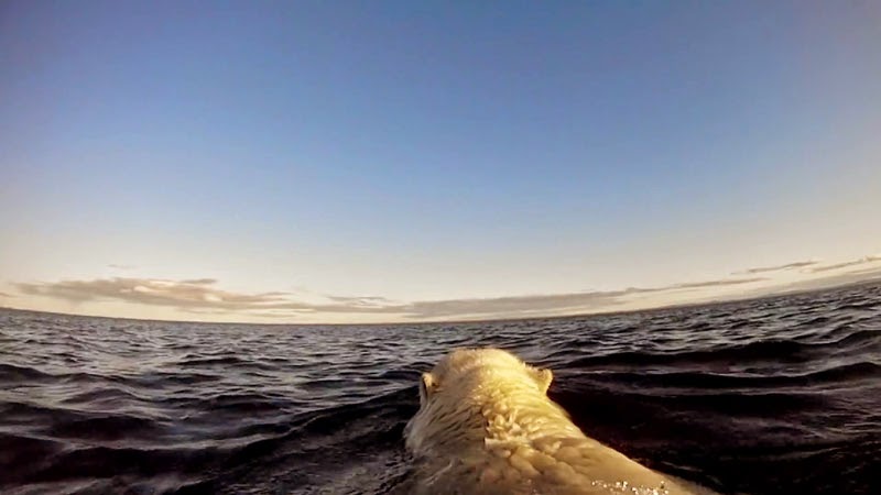 Spectacular GoPro Footage Of Polar Bears Searching For Ice