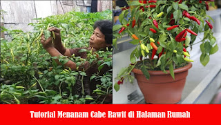 Tutorial Menanam Cabe Rawit di Halaman Rumah