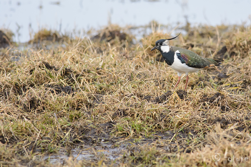 Kiivitaja, Vanellus vanellus, Northern Lapwing, Eurasian, Peewit, Green Plover