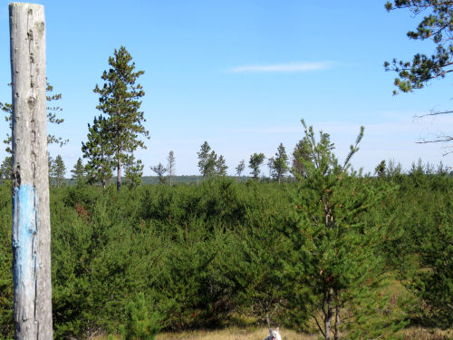 spruce and hills