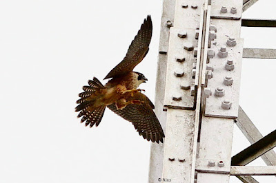 Peregrine Falcon (Shaheen)