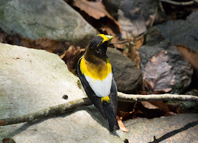 Evening Grosbeak - Hartwick Pines, Michigan, USA