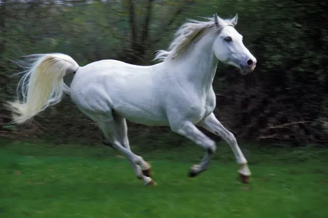 le-cheval-arabe-le-symbole-ultime-de-la-beauté