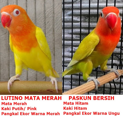 Perbedaan Lovebird Lutino dan Pastel Kuning