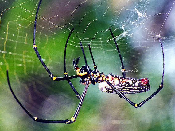 gambar laba-laba, spider wallpaper