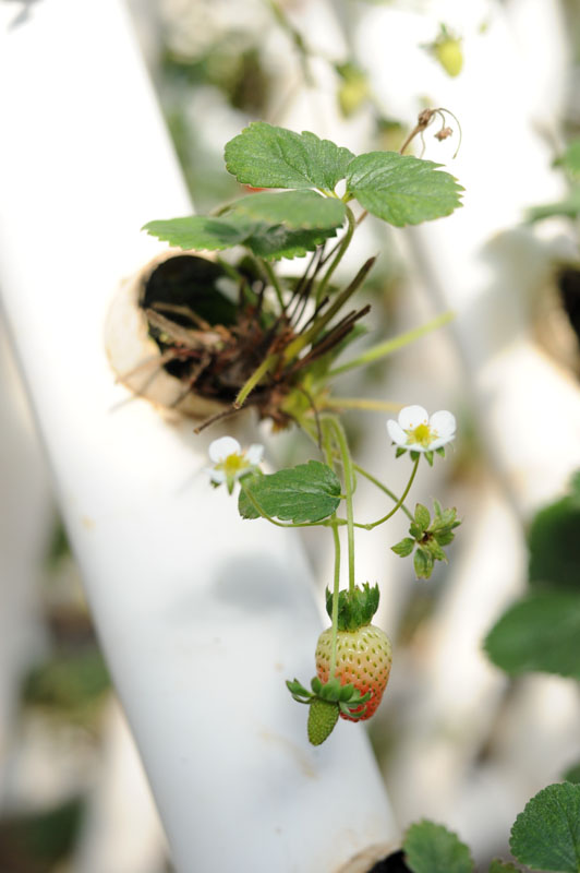  landscaping greenhouse strawberries vertical garden landscape