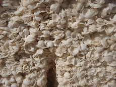 Cockle shell close up