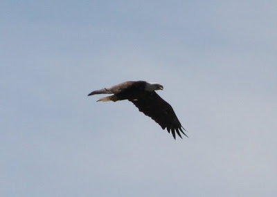 This eagle lives here because of the abundance of fish!