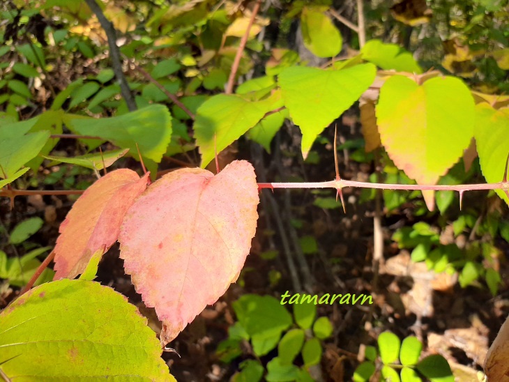 Аралия высокая / Аралия маньчжурская (Aralia elata, =Aralia mandshurica)