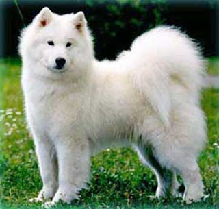 samoyed dog breed puppy pets hound picture