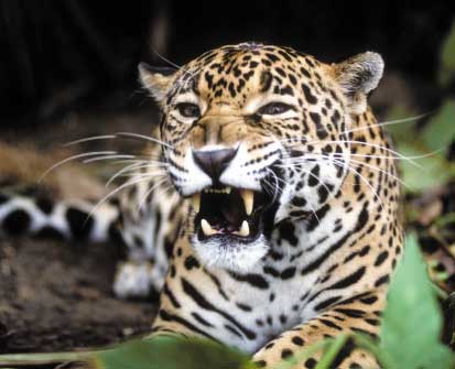 Jaguar on Importancia De La Conservaci  N Del Jaguar