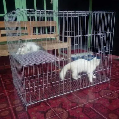 Kawat Loket Kandang Kucing