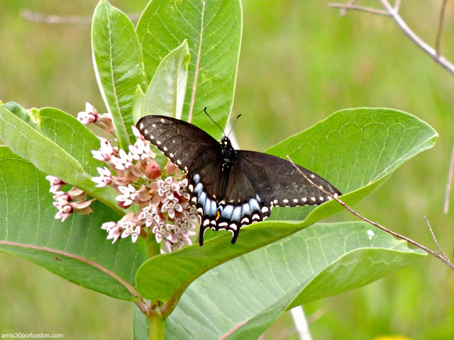 Mariposa en Great Bay, New Hampshire